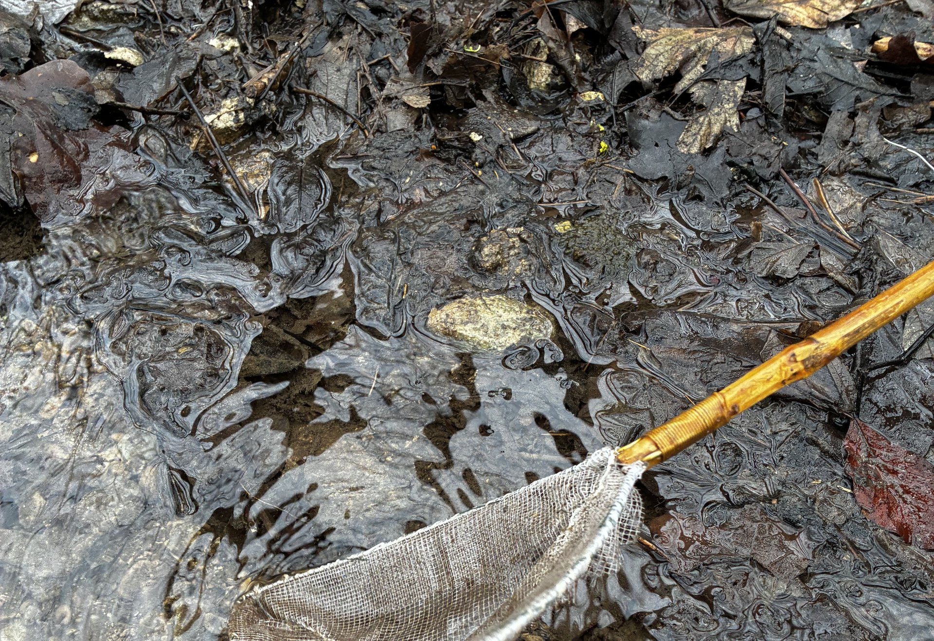 Ein Kescher wird in einen kleinen, klaren Bach mit Laub am Ufer getaucht.