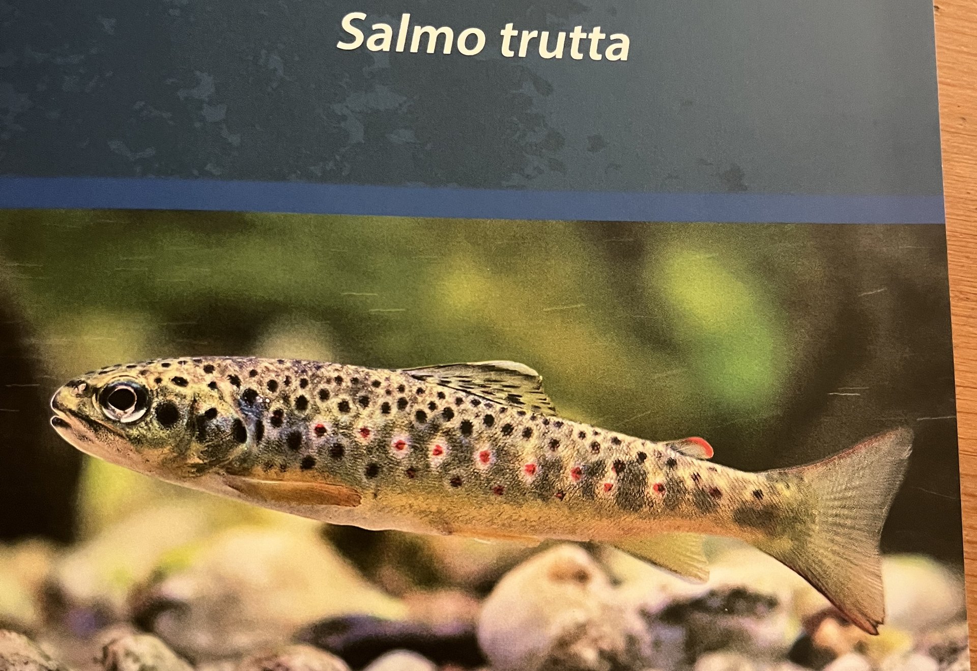 Titelseite einer Broschüre mit einer Bachforelle über Kiesgrund.