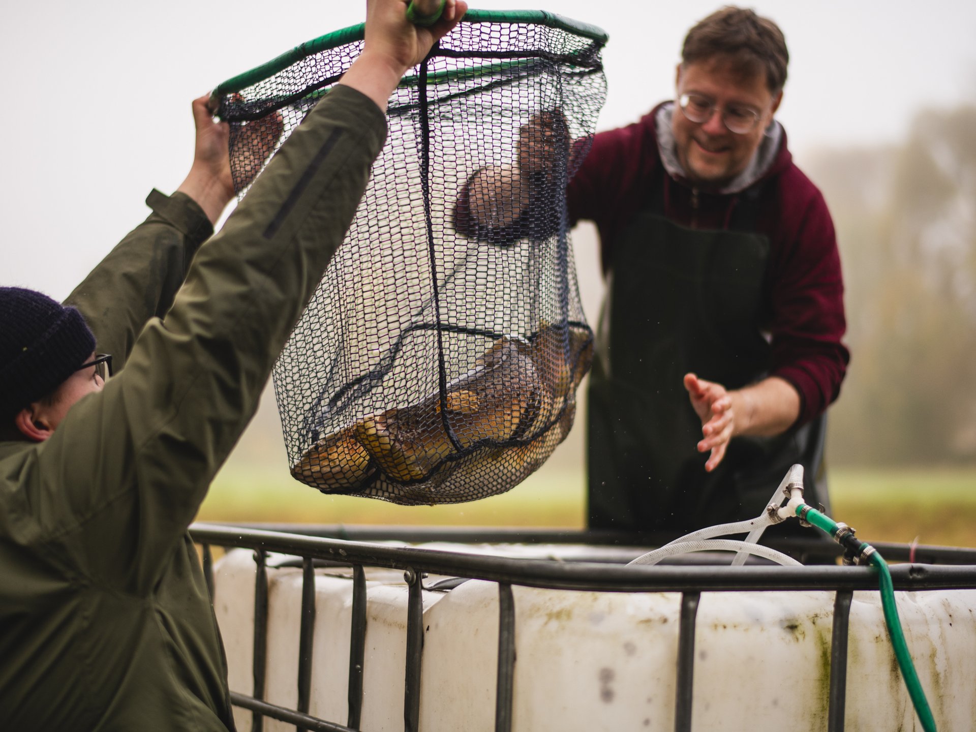Zwei Personen holen Fische in einem Netz aus einem großen Wasserbehälter.