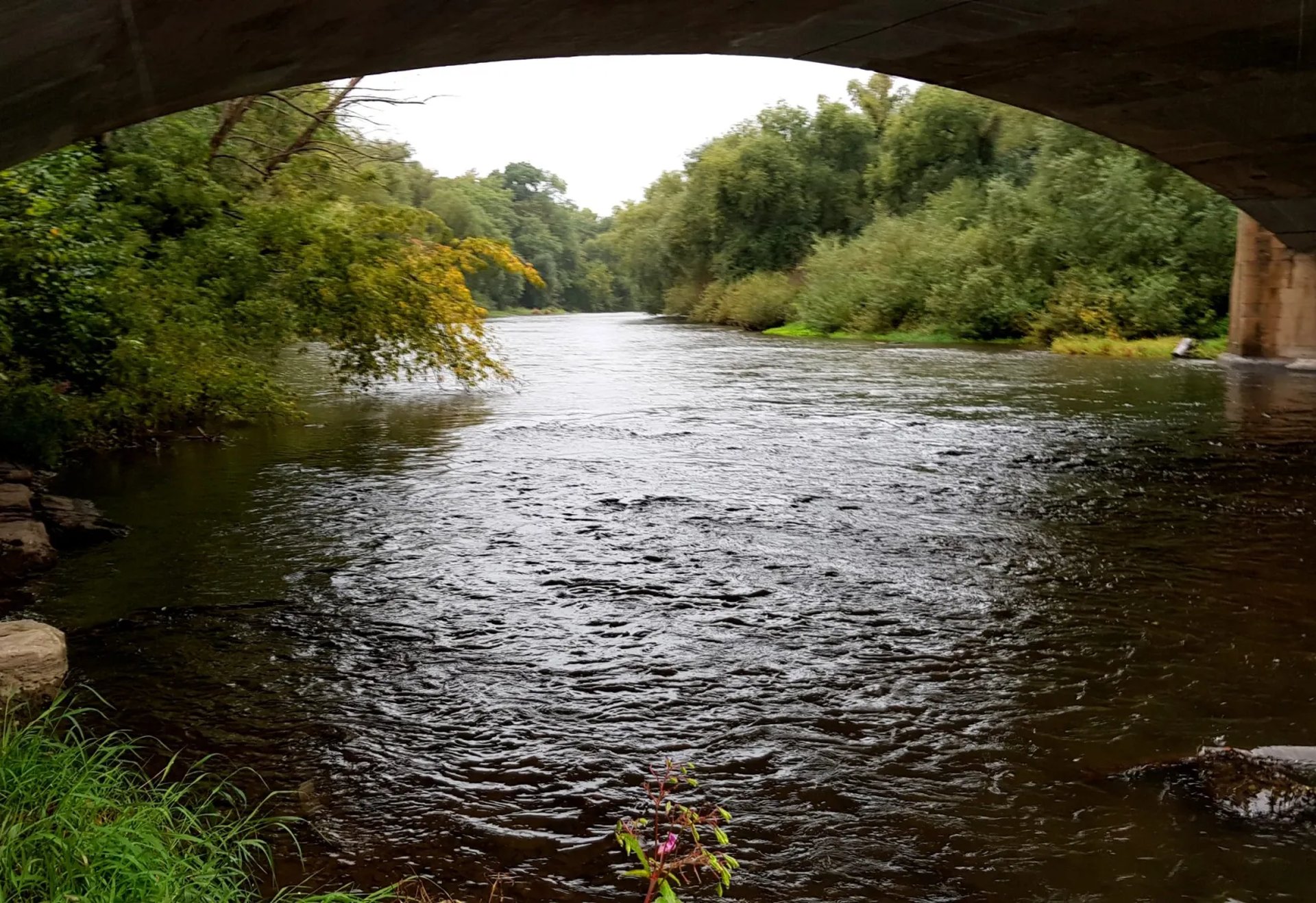Blick unter einer Brücke auf einen ruhigen Fluss, umgeben von grünen Bäumen und Ufervegetation.