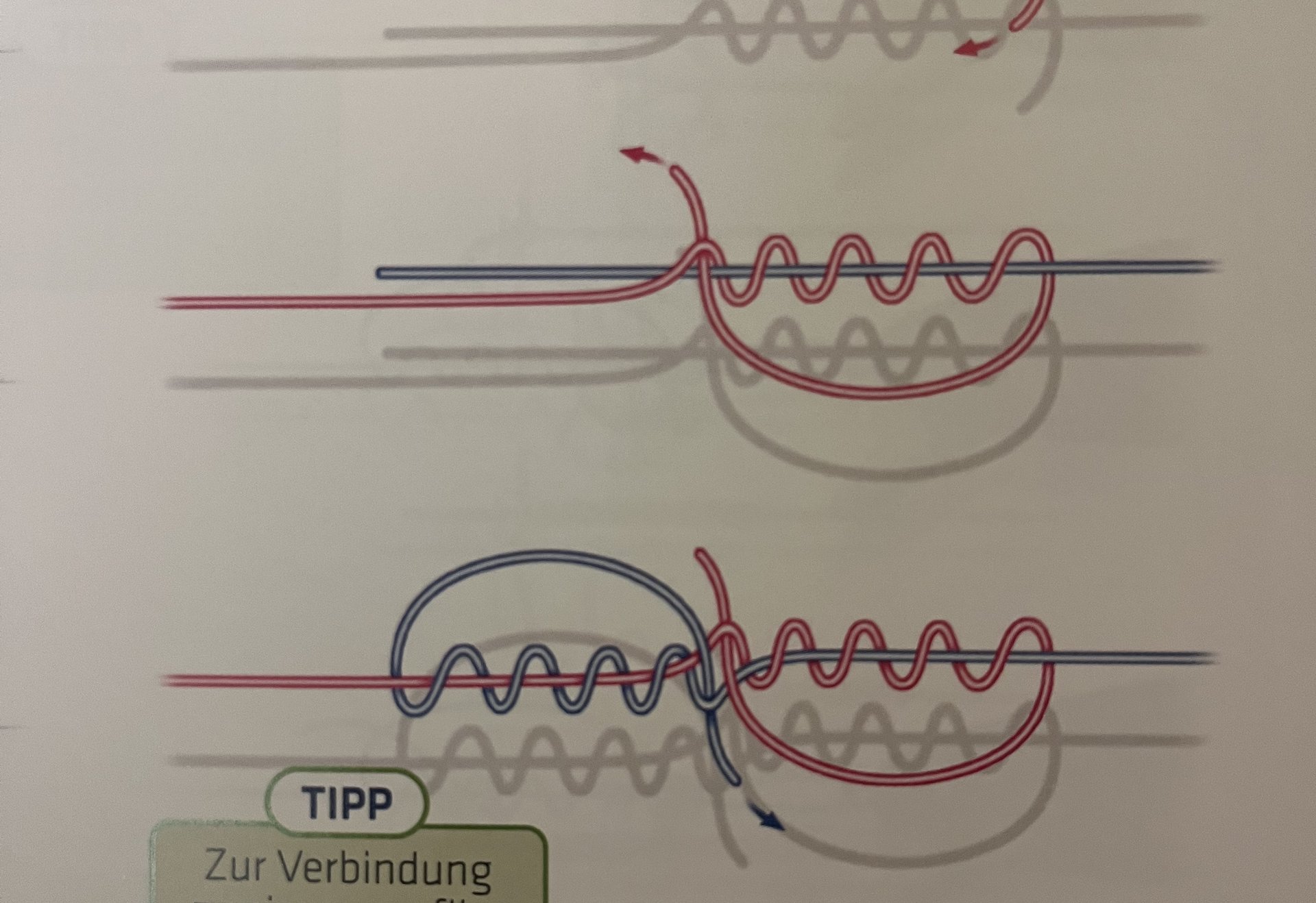 Grafische Schrittanleitung zum Binden eines Blutknotens mit zwei Angelschnüren.