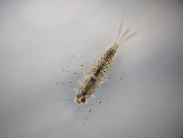 Nahaufnahme eines kleinen, hellbraunen Insekts mit drei langen Schwanzfäden auf hellem Hintergrund.