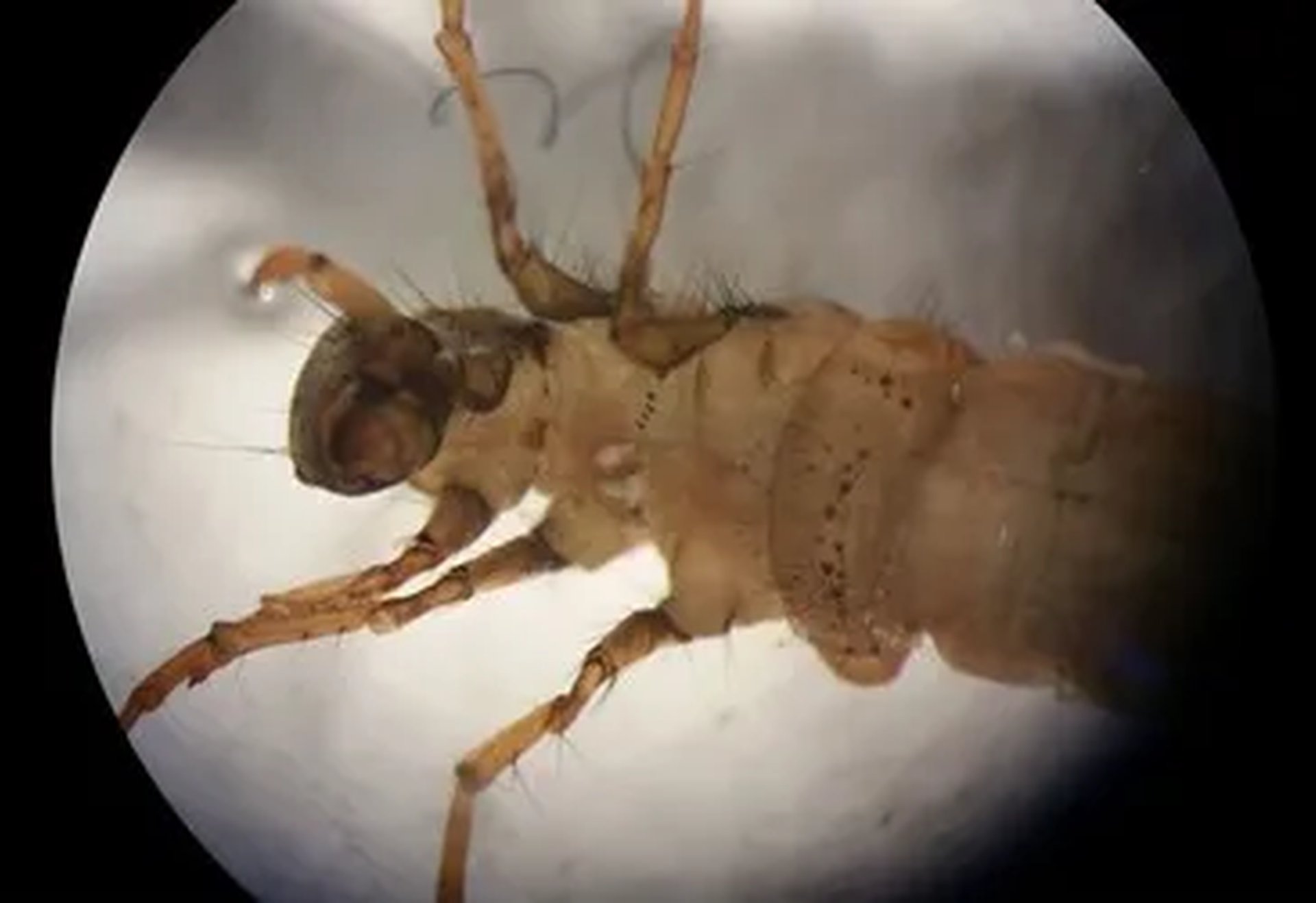 Nahaufnahme einer Insektenlarve unter dem Mikroskop.