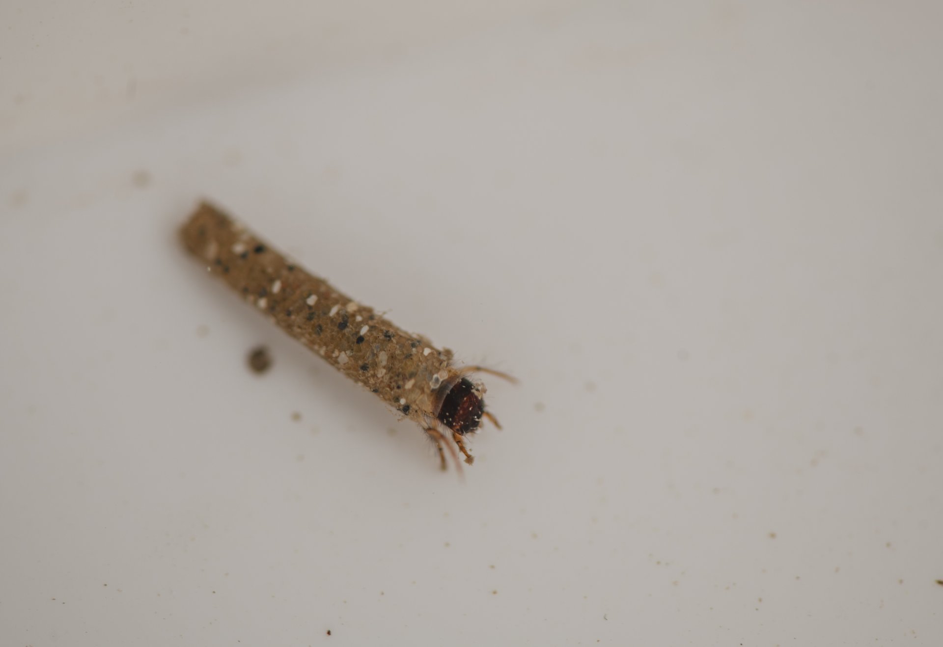 Eine braune Köcherfliege mit kleinen, weißen Punkten auf einem hellen Untergrund.