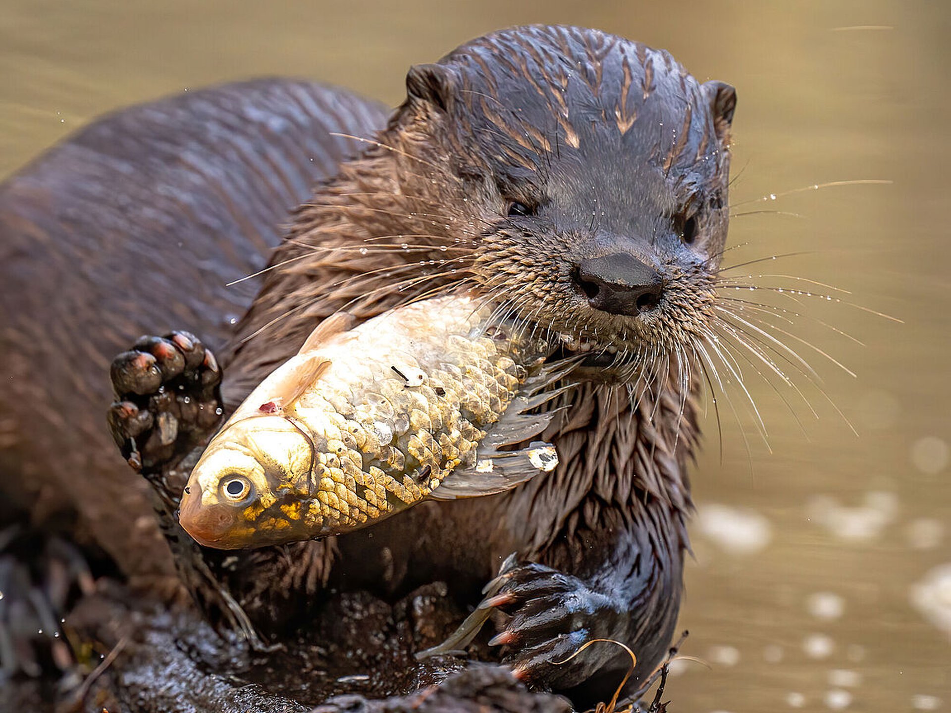 Fischotter hält einen Fisch im Maul am Gewässerufer