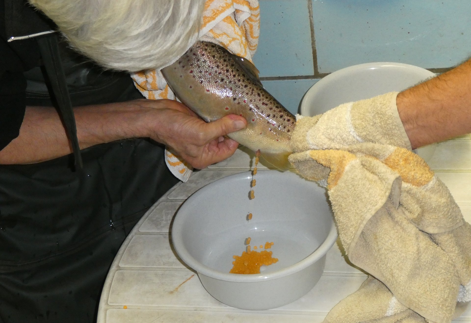Eine Person streicht mit einem Tuch über den Bauch eines Fisches, um dessen Eier in eine Schüssel zu gewinnen.