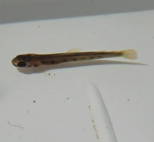 Kleiner, schlanker Fisch mit brauner Färbung liegt auf einer weißen Oberfläche.