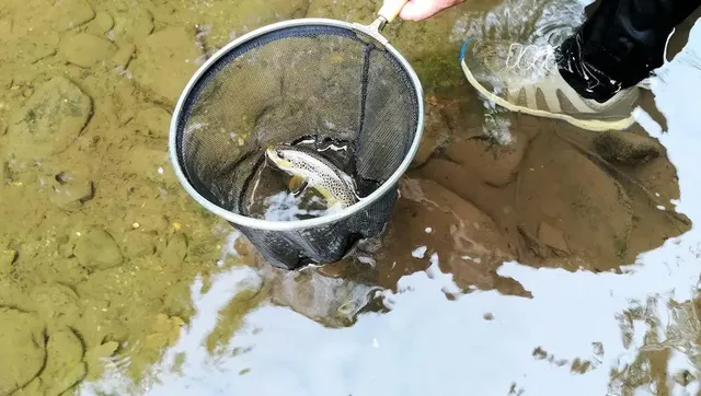 Ein Fisch im Kescher wird im seichten Wasser gehalten, daneben steht eine Person mit Sportschuhen.