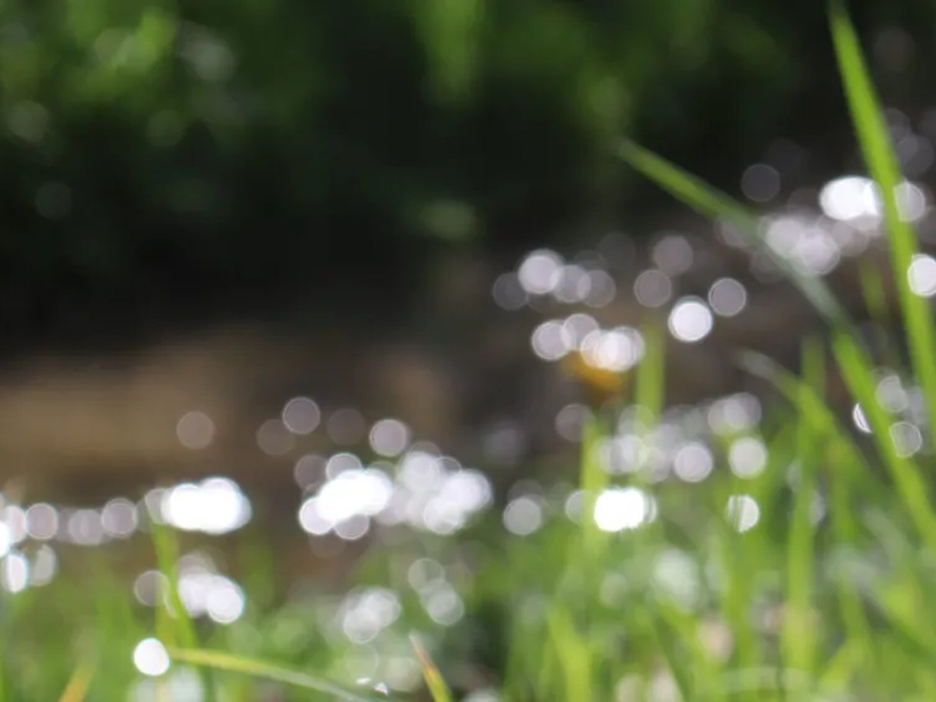 Unscharfe Nahaufnahme von Gräsern und Lichtreflexen auf einem Bach im Sonnenlicht.