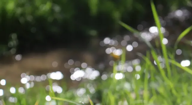 Verschwommenes Bild von grünem Gras im Vordergrund und einem Bachlauf mit Sonnenreflexen im Hintergrund.