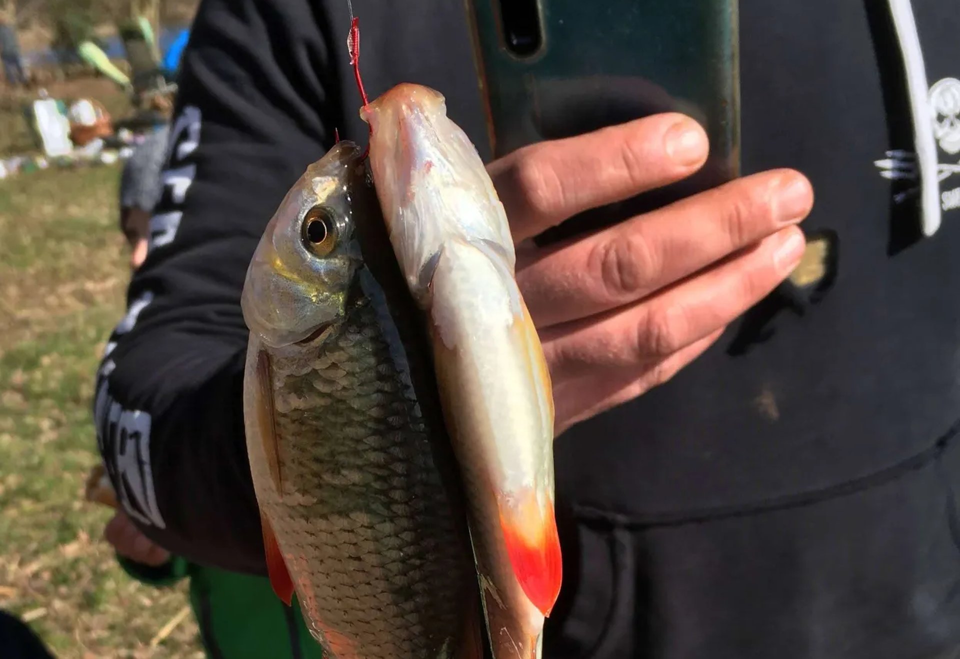 Zwei Weißfische hängen gemeinsam an einem Haken, während eine Person sie mit dem Smartphone fotografiert.