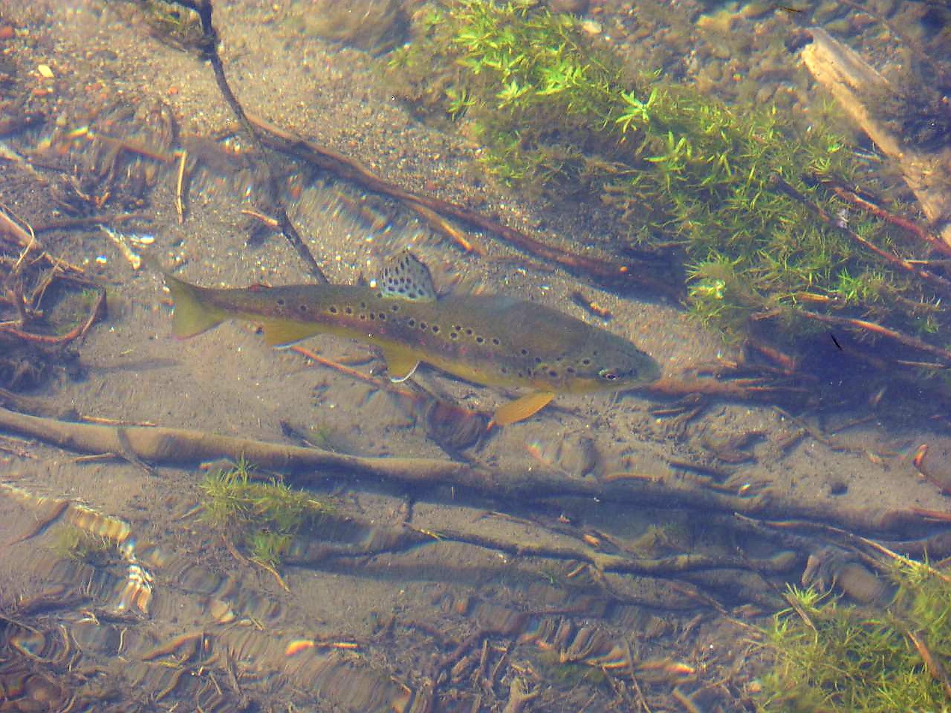 Ein Fisch schwimmt im klaren Wasser über einem sandigen und mit Pflanzen bewachsenen Grund.