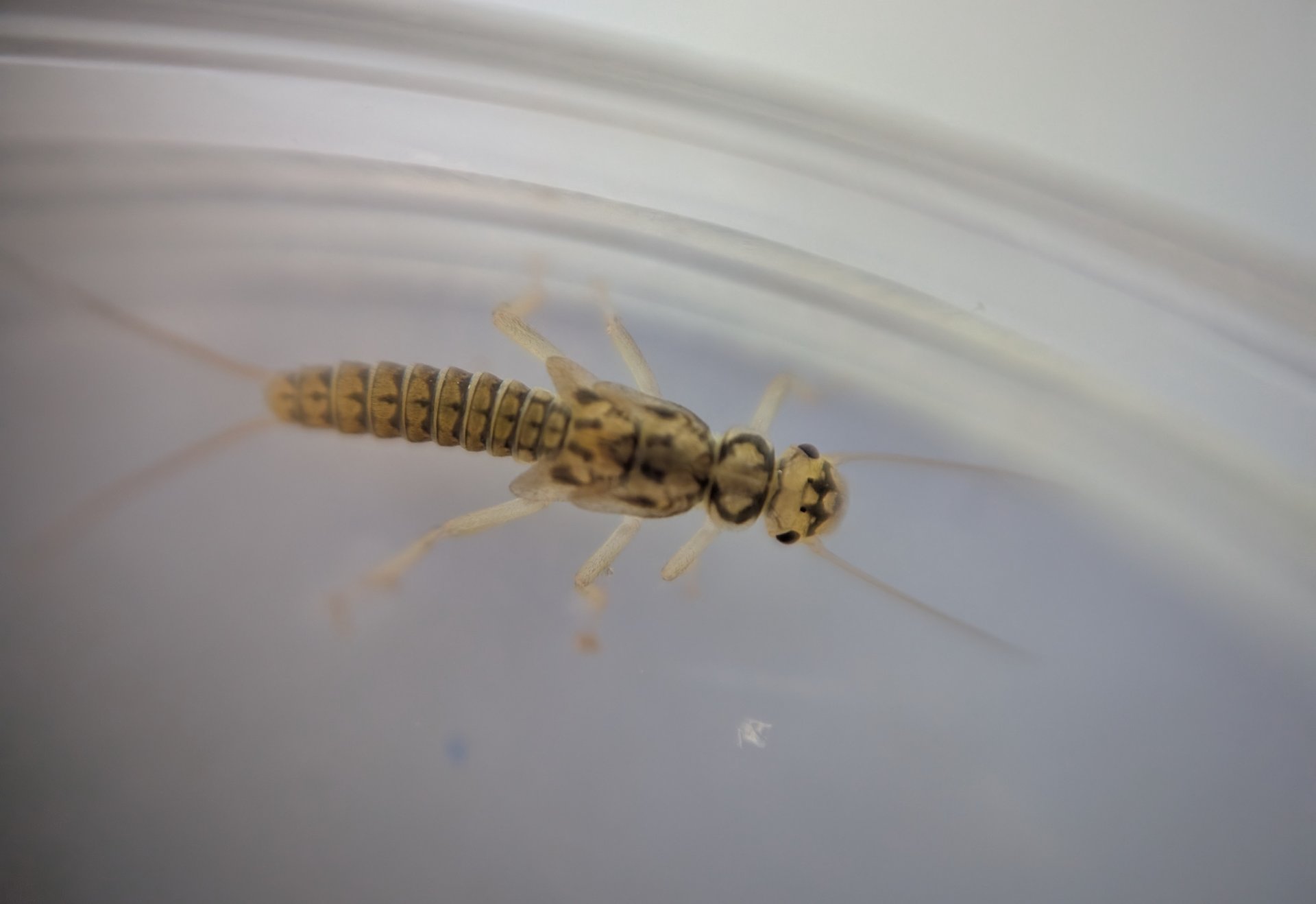 Makroaufnahme einer hellbraun gemusterten Steinfliegenlarve mit langen Fühlern in einer Petrischale.