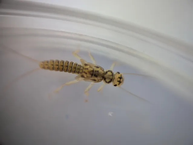 Makroaufnahme einer hellbraun gemusterten Steinfliegenlarve mit langen Fühlern in einer Petrischale.