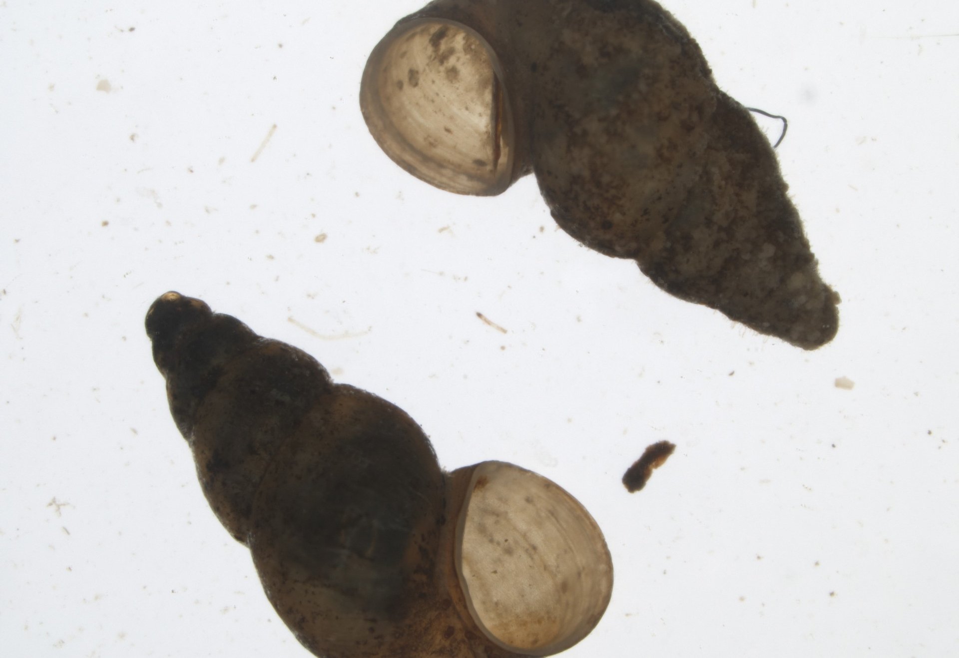 Zwei kleine, dunkelbraune Schneckengehäuse auf hellem Hintergrund, Maßstab 0,5 mm.