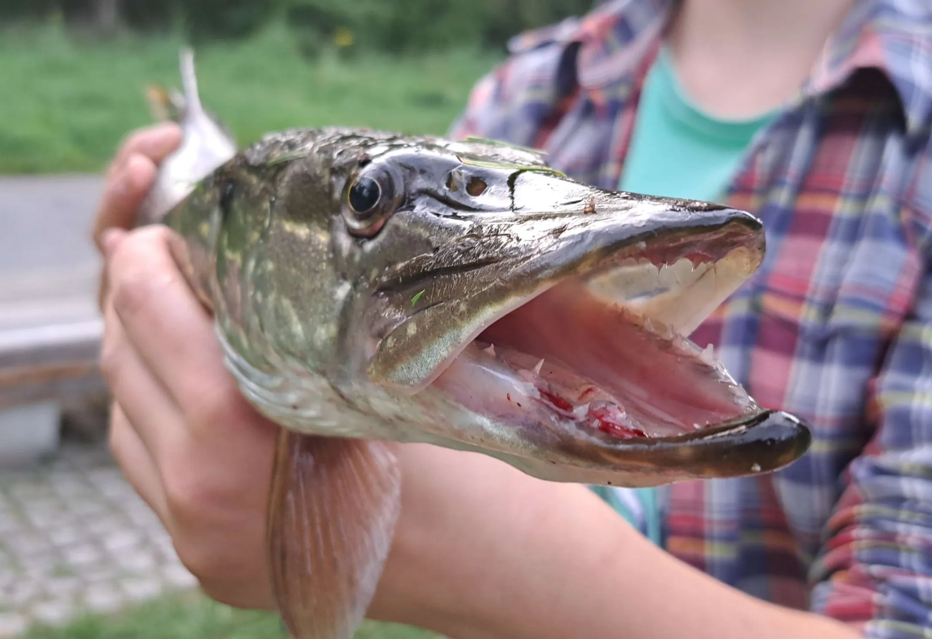 Person hält einen kleinen Hecht in der Hand; der Fisch hat das Maul geöffnet und ist aus der Nähe gut zu erkennen.