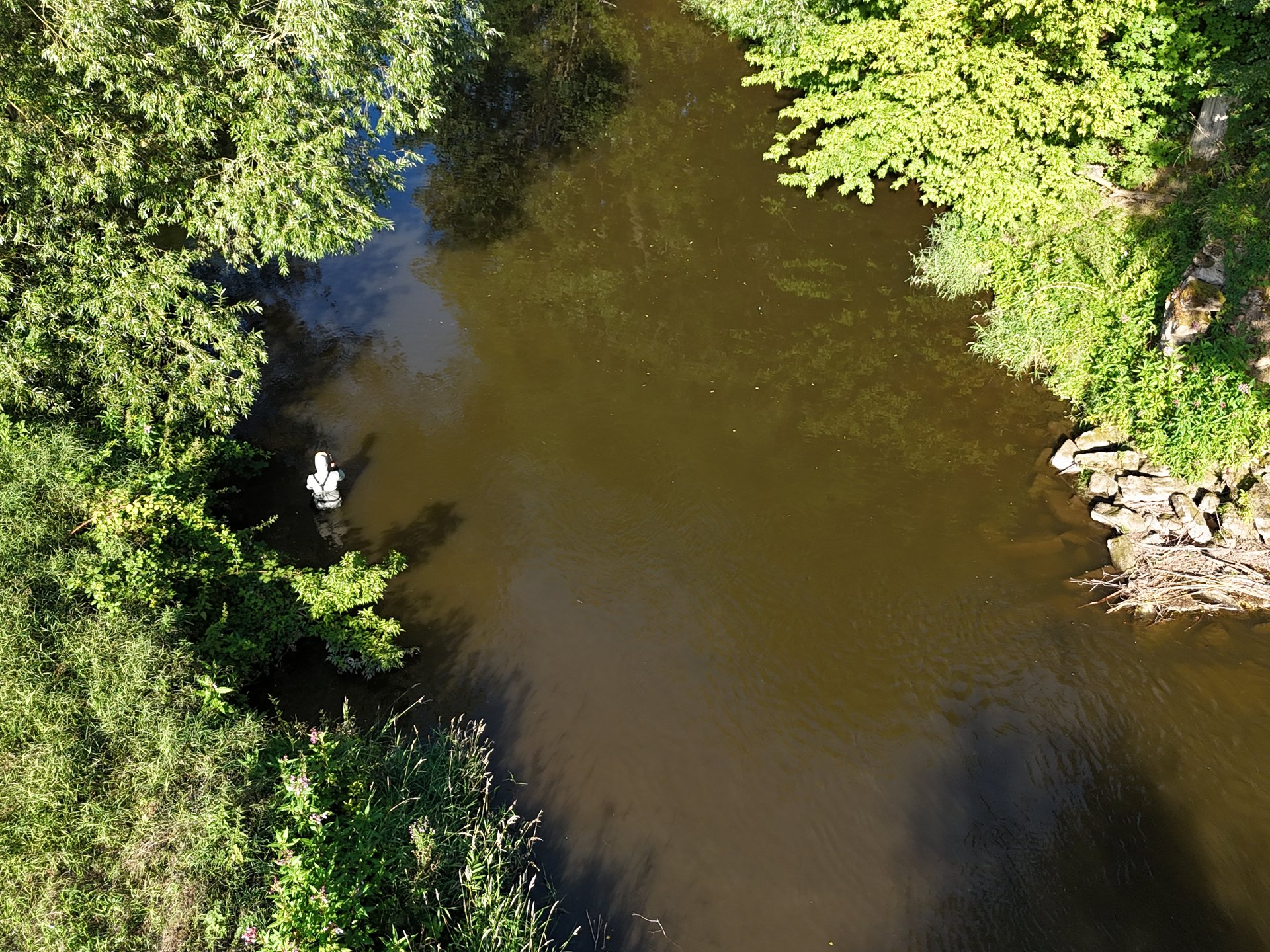Drohnenaufnahme der Saale mit einer Person in Wathose beim Angeln nahe dem bewachsenen Ufer.