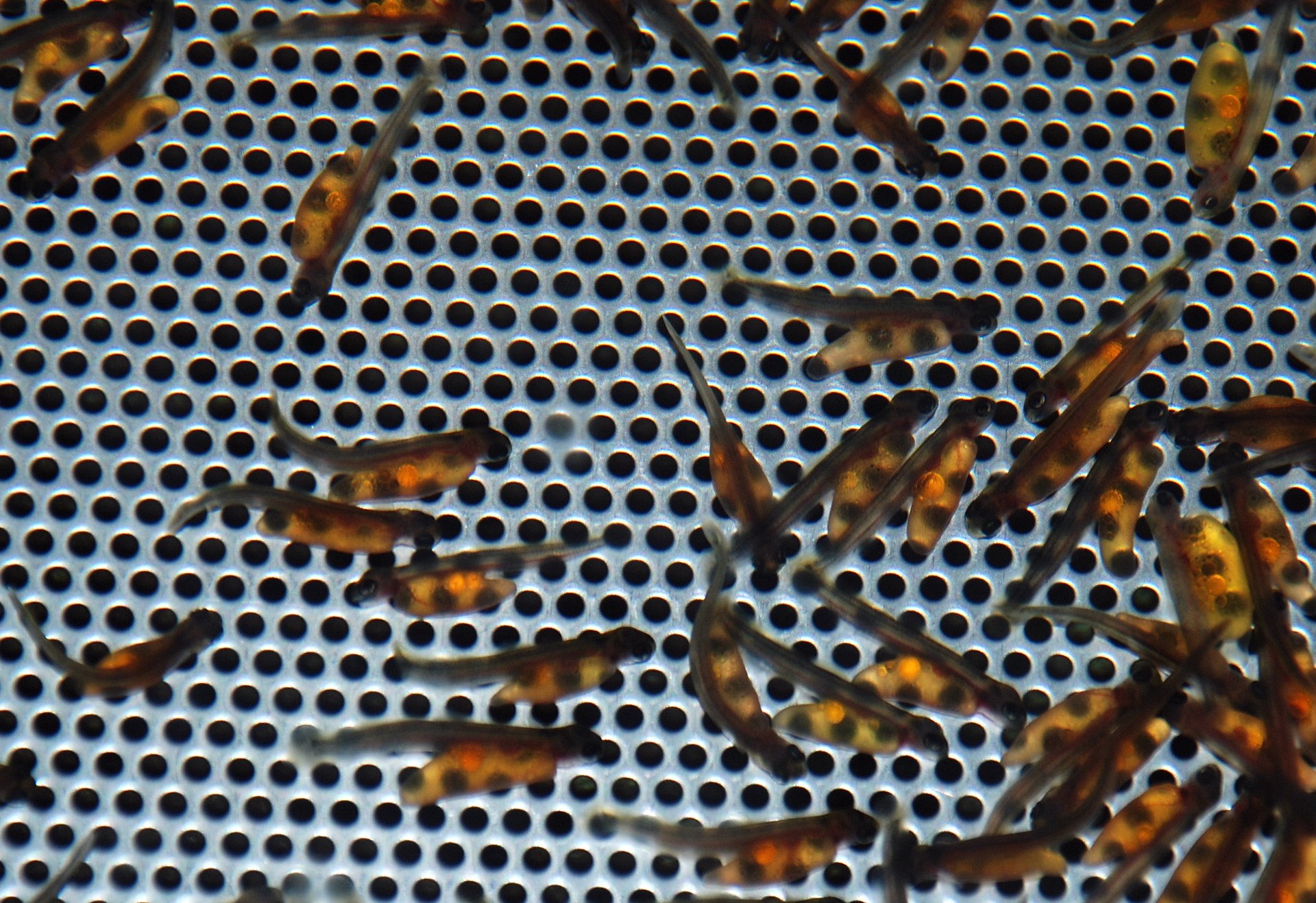 Viele kleine Fische auf einem gelochten Metallgitter.