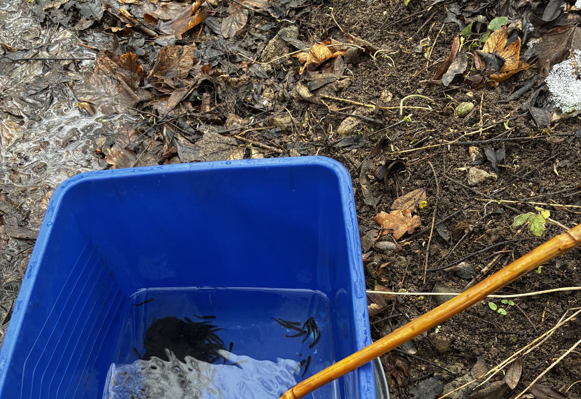 Ein Kescher mit schwarzen Jungfischen liegt in einer blauen Kunststoffwanne, daneben feuchter Boden mit Laub.