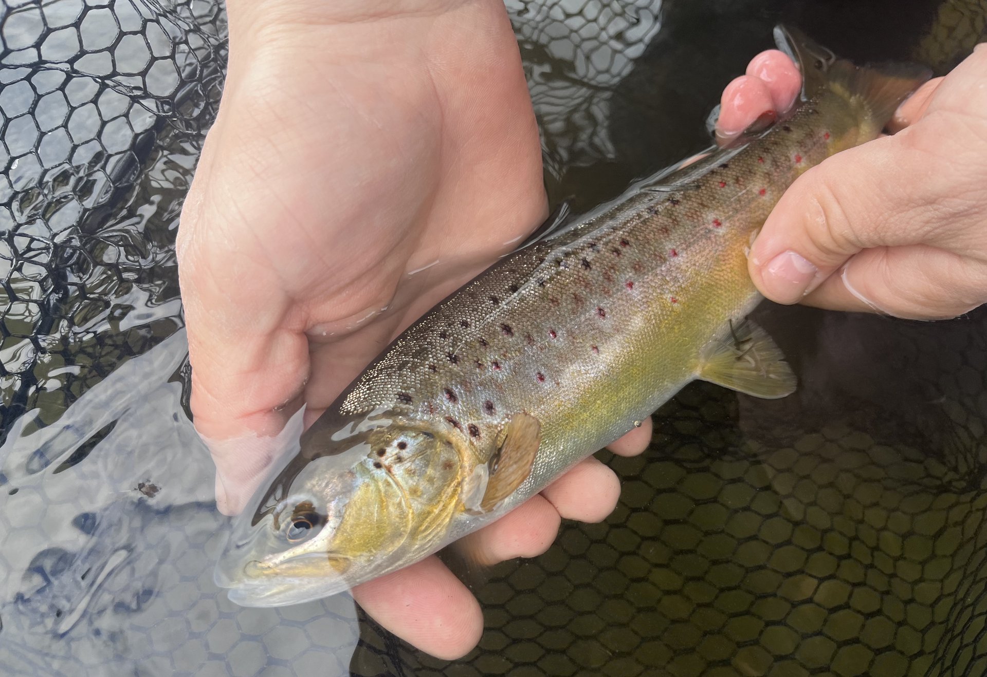 Zwei Hände halten eine Forelle über Wasser, im Hintergrund ist ein Kescher zu sehen.